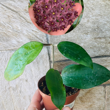 Hoya purpureofusca 
