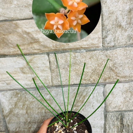 Hoya spartoides