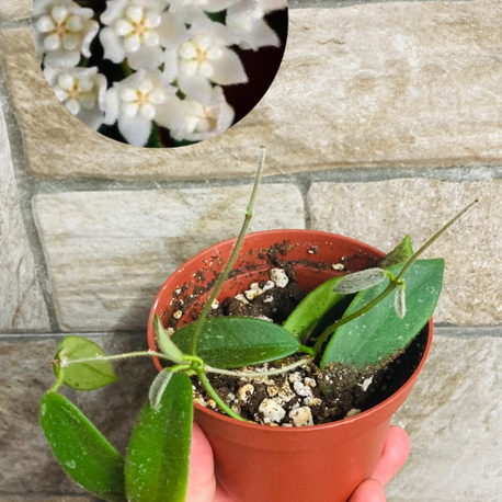 Hoya thomsonii white