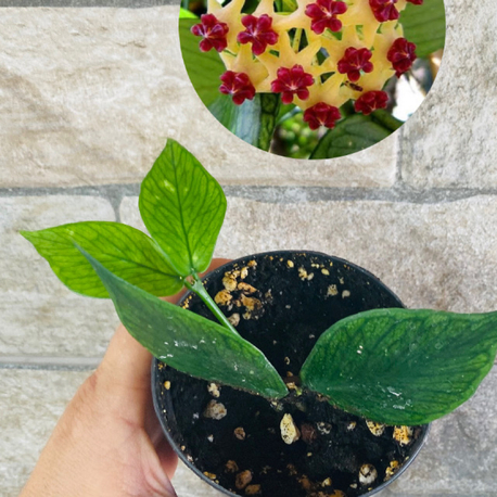 Hoya polynuera 