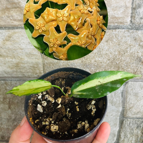 Hoya kenejaniana nugget variegate