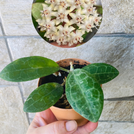 Hoya eliptica splash 