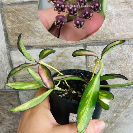 Hoya wayetii tricolar (iki köklüdür)