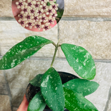Hoya phuawensis 