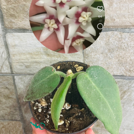 Hoya calycina stargezer