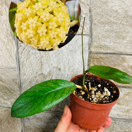 Hoya viteliniodies 