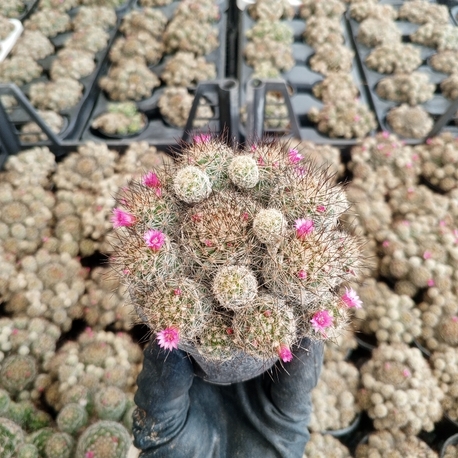 Mammillaria wrightii