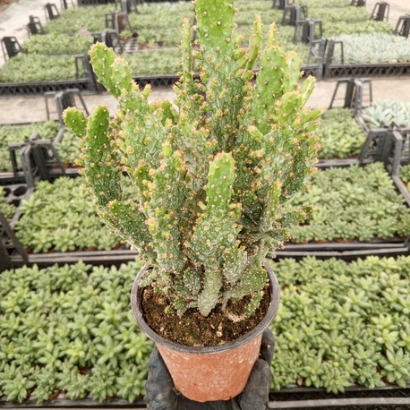 Opuntia Monacantha