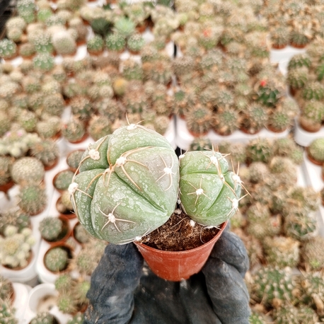 Astrophytum Asterias