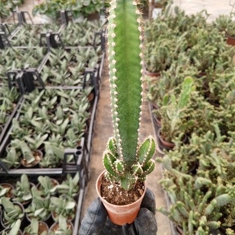 Cereus Peruvianus Florida Cactus 