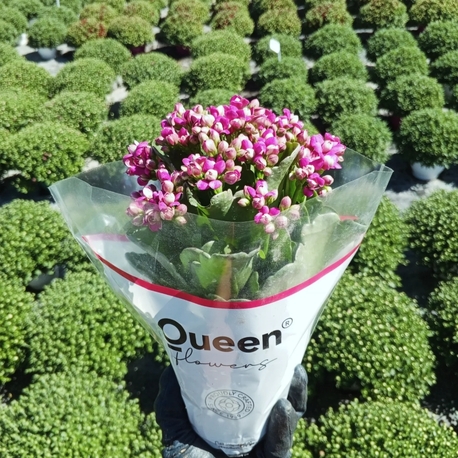Pembe Kalanşo