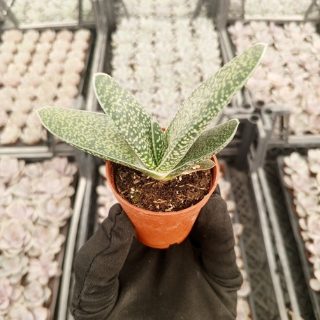 Aloe Variegata