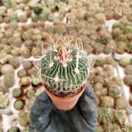 Stenocactus
