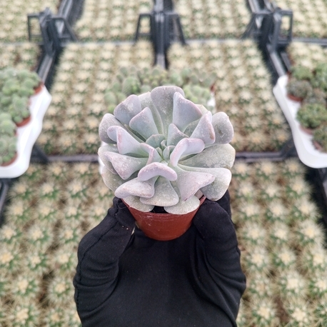 Echeveria Cubic Frost