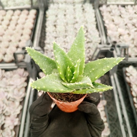 Aloe Mitriformis