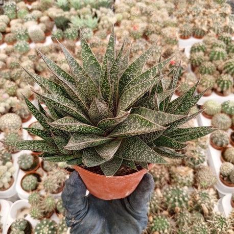 Gasteria