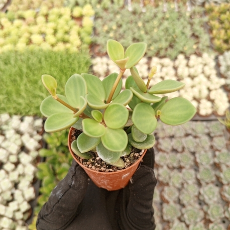 Peperomia Hope