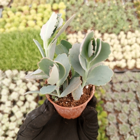 Kalonchoe Millotii