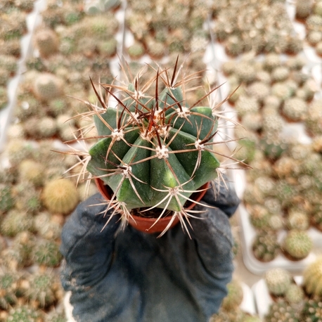 Melocactus Conoideus