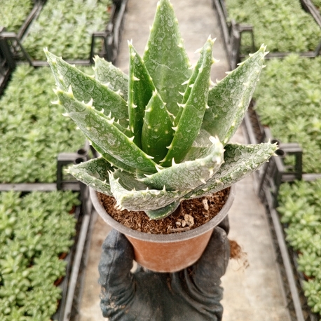 Aloe Javenna