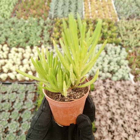 Senecio Barbertonicus