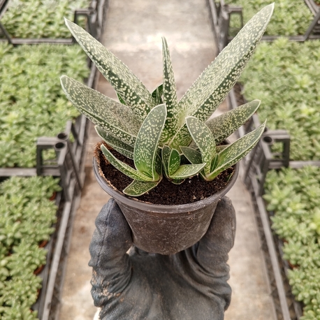 Gasteria