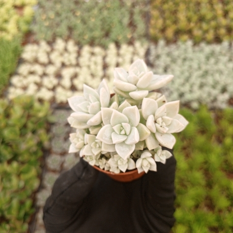 Graptopetalum Mendoze
