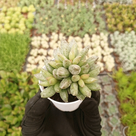 pachyphytum Hookeri
