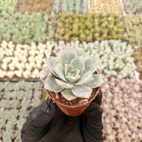 Echeveria Elegans