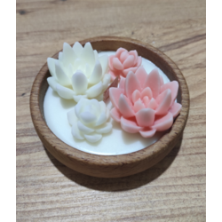 Succulent