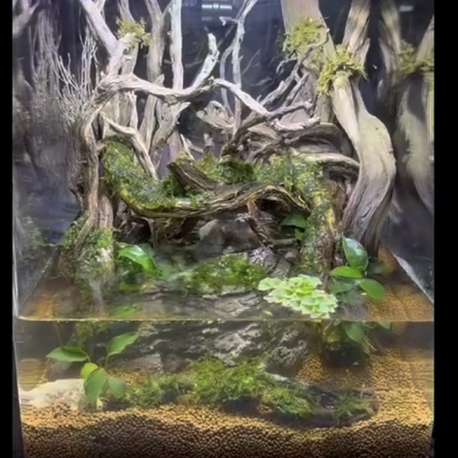 Crab paludarium