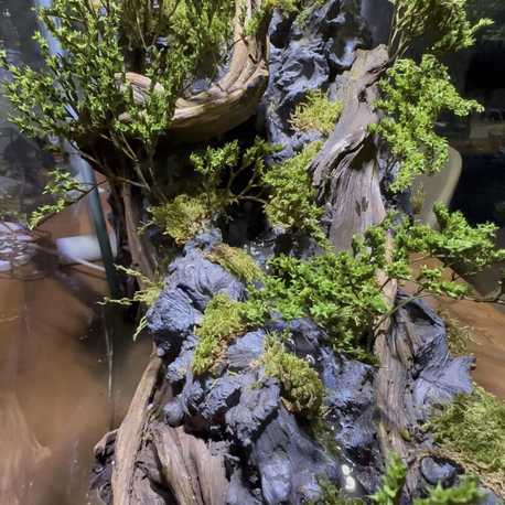 1mt Orman temalı paludarium