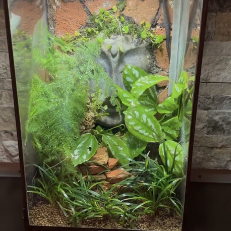Rainfall (Yağmur yağan) doğa paludarium