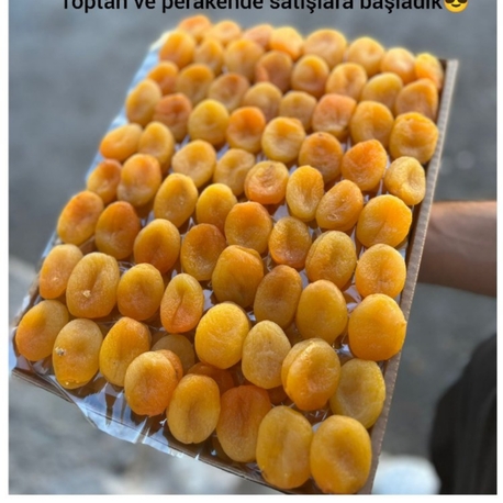 şekerpare jumbo kayısı