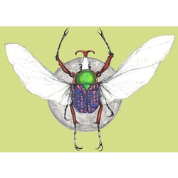 Afrikan çiçek Böceği / African Flower Chafer