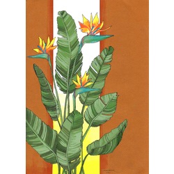 Strelitzia Nicolai / Beyaz Cennet Kuşu Bitkisi