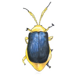 Yaprak Böceği / Leaf Beetle