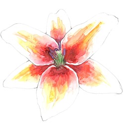 Zambak / Lily