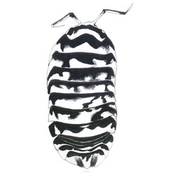Isopod 