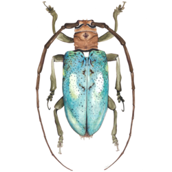 Mavi Uzun Boynuzlu Nadir Böcek / Blue Genus Stenaspis Long horn Rare Beetle