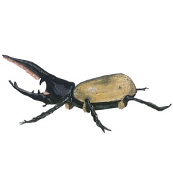 Dynastes Hercules