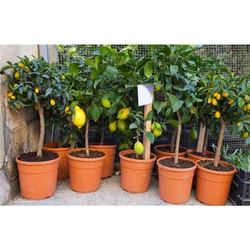 5 Adet Mini Bodur Limon Ağacı Tohumu