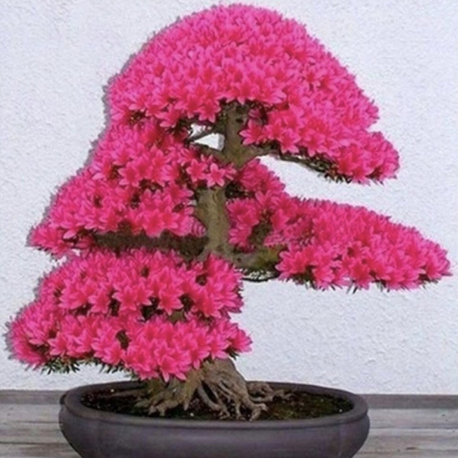 10 Adet Japon Sakura Bonsai Ağacı Tohumu