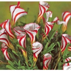 20 Adet Oxalis Versicolor Tohumu