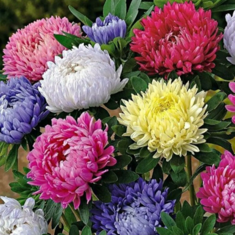 20 Adet Karışık Pompon Aster Papatya Çiçeği