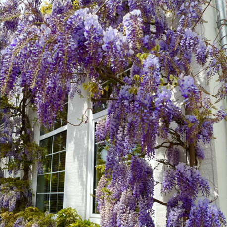 10 Adet Blue Rain Wisteria Ağacı Tohumu