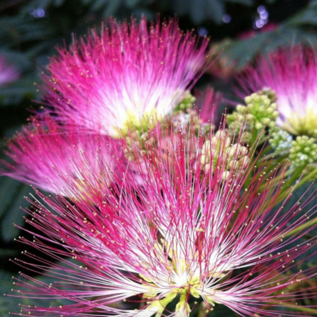 5 Adet Pembe İpek Ağacı Tohumu