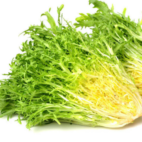 100+ Adet Kıvırcık Yapraklı Hindiba- Endiv- Kıvırcık Frenk Salatası Tohumu