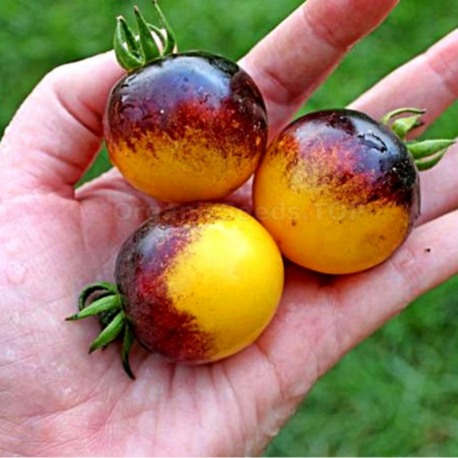 10+ Adet Bosque Bumblebee Domates Tohumu - Koleksiyonluk Domates