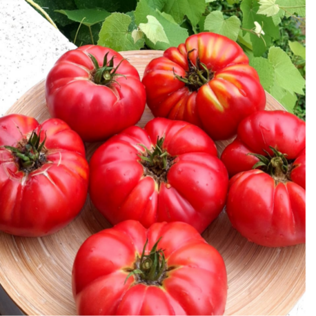 10+ Adet Yüzyıllık Pembe Atalık Domates Tohumu